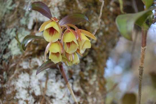 Image of Epidendrum eximium L. O. Williams