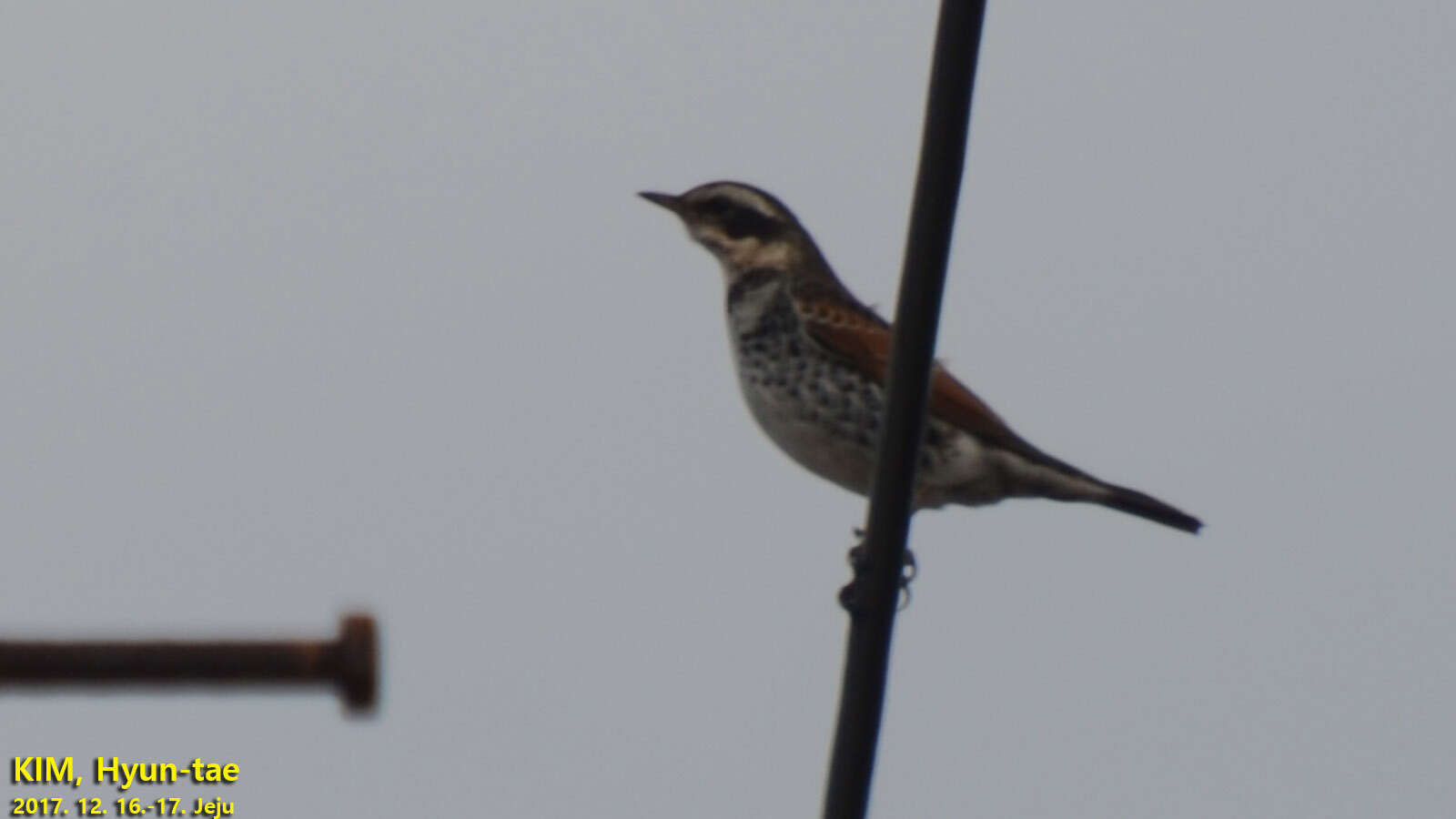 Image of Dusky Thrush