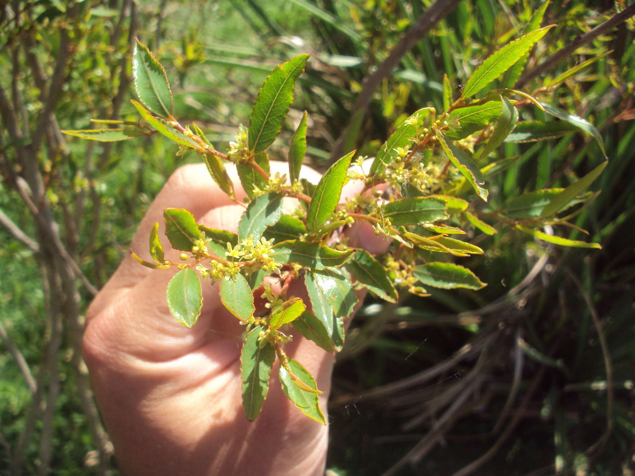 Image de Phyllanthus sellowianus (Klotzsch) Müll. Arg.