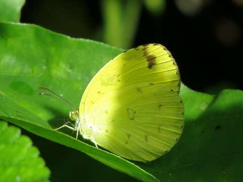 Image de Eurema hecabe (Linnaeus 1758)