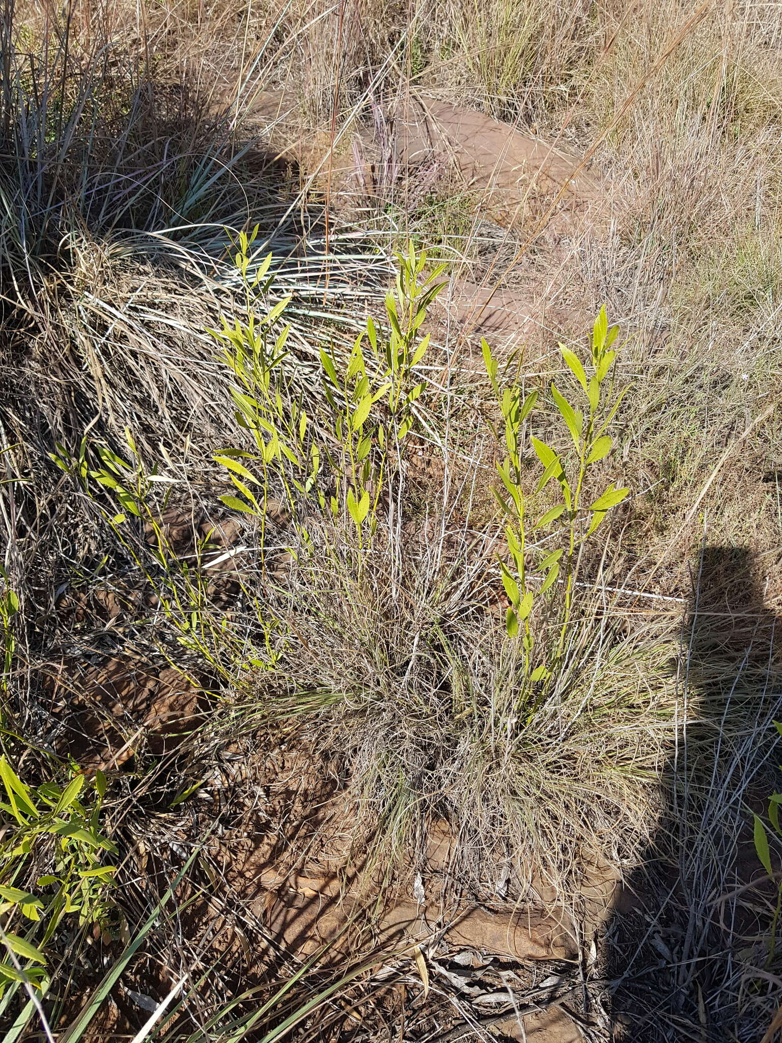 Image of Salacia rehmannii Schinz