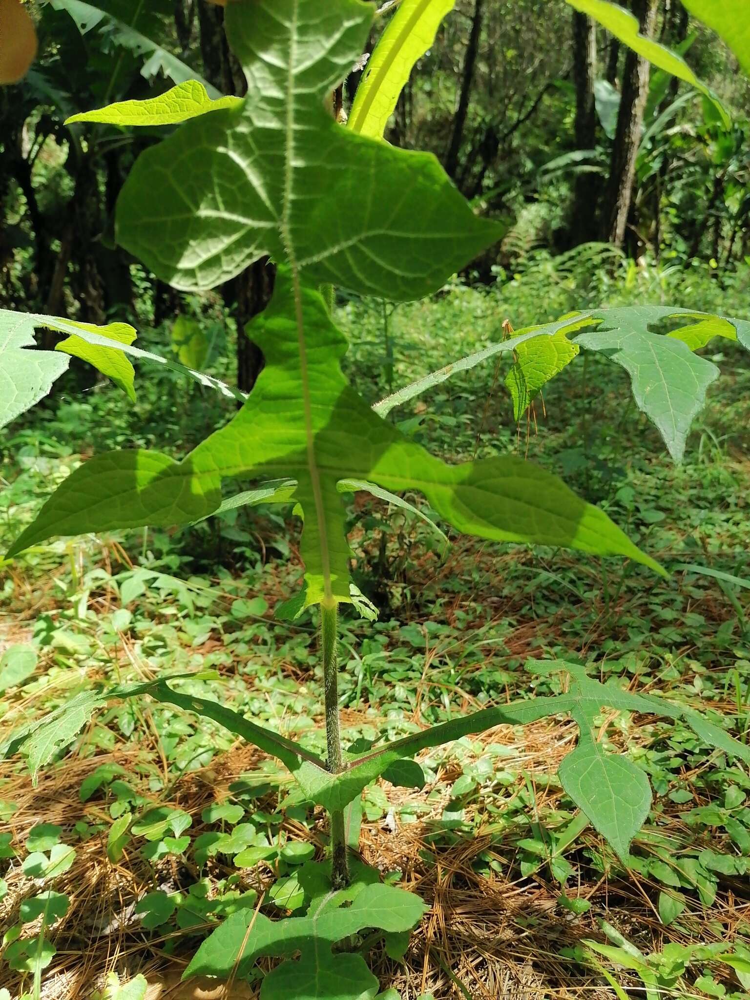 Image of Smallanthus oaxacanus (Sch. Bip. ex Klatt) H. Rob.