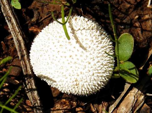 Image de Lycoperdon curtisii Berk. 1873