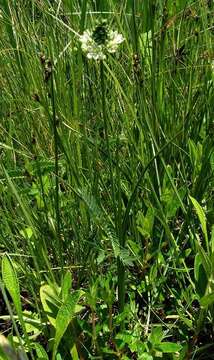 Image of Albuca virens subsp. virens