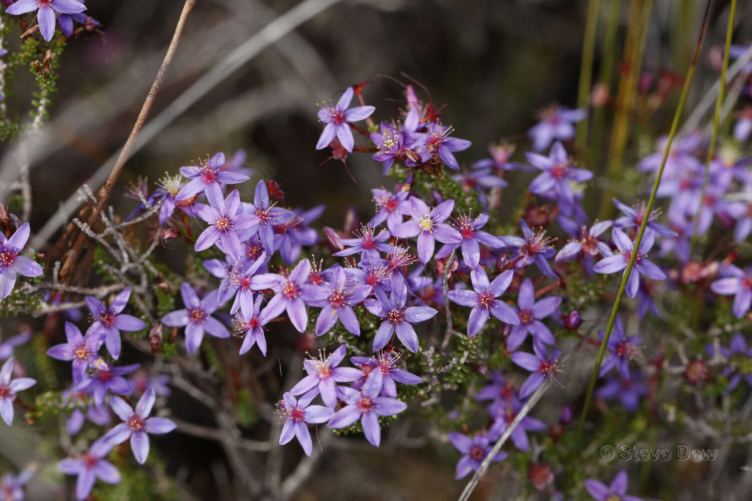 Image de Calytrix leschenaultii (Schauer) Benth.