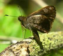 Lucida lucia scopas Mabille 1891 resmi