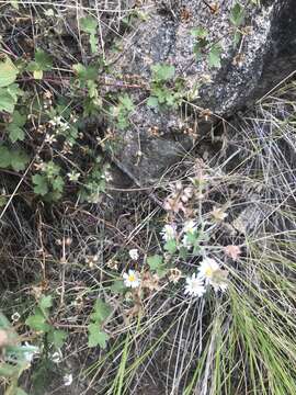 Image of Smooth White American-Aster