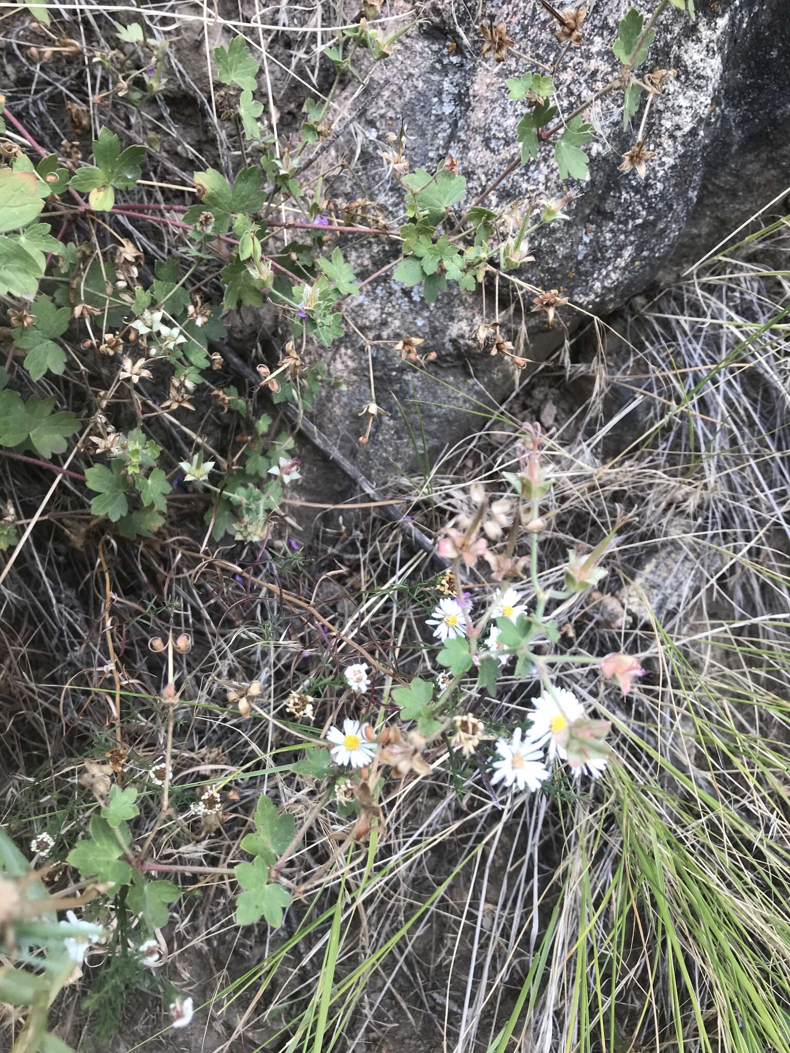 Image de Symphyotrichum porteri (A. Gray) G. L. Nesom