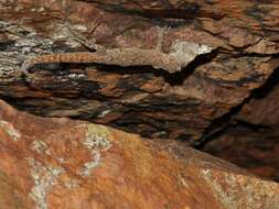 Image of Cederberg Leaf-toed Gecko