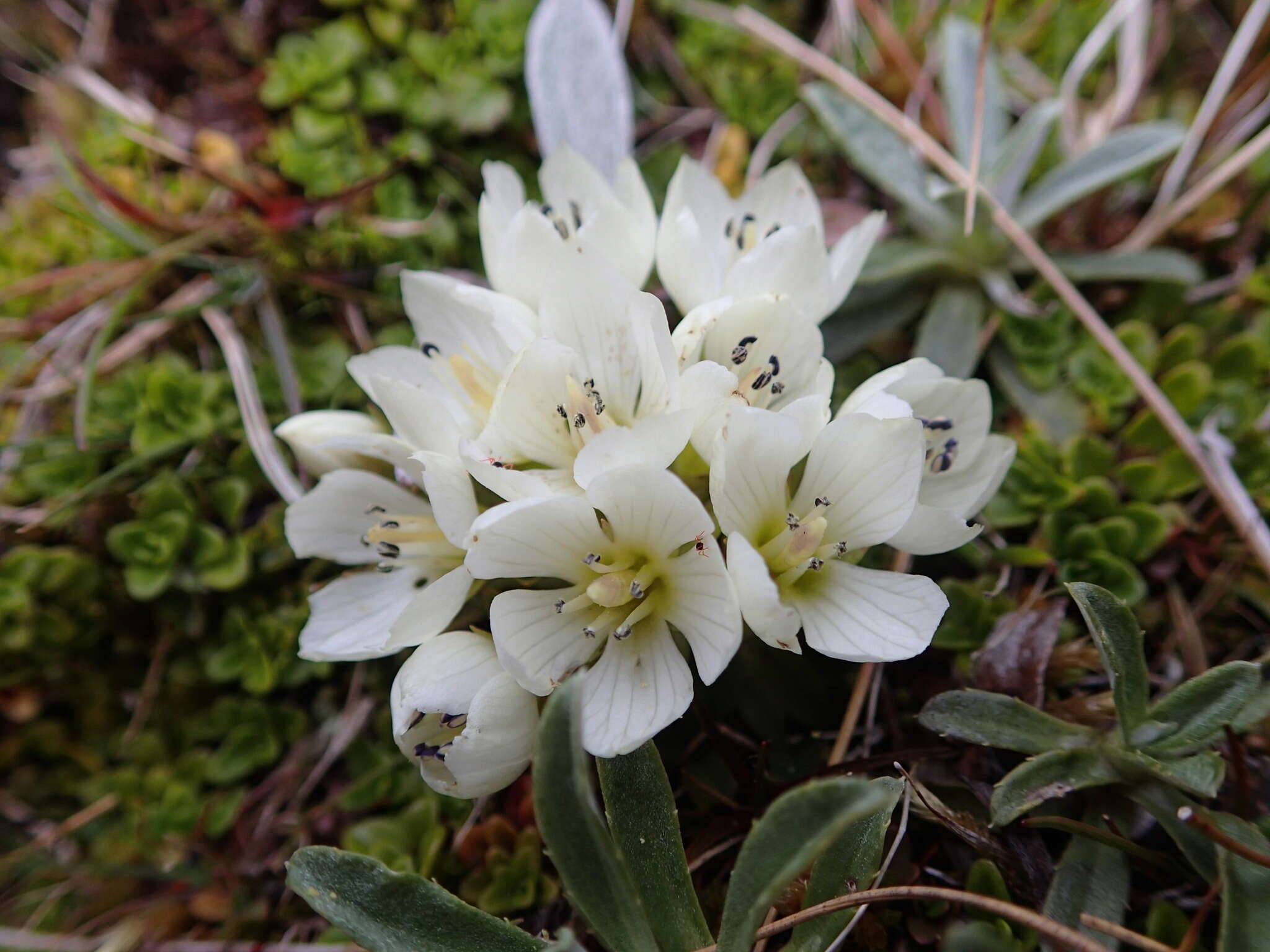 Image of Gentianella divisa (Kirk) Glenny