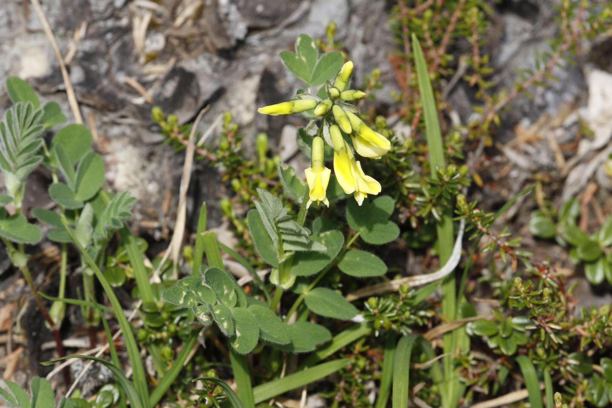 Image of tundra milkvetch