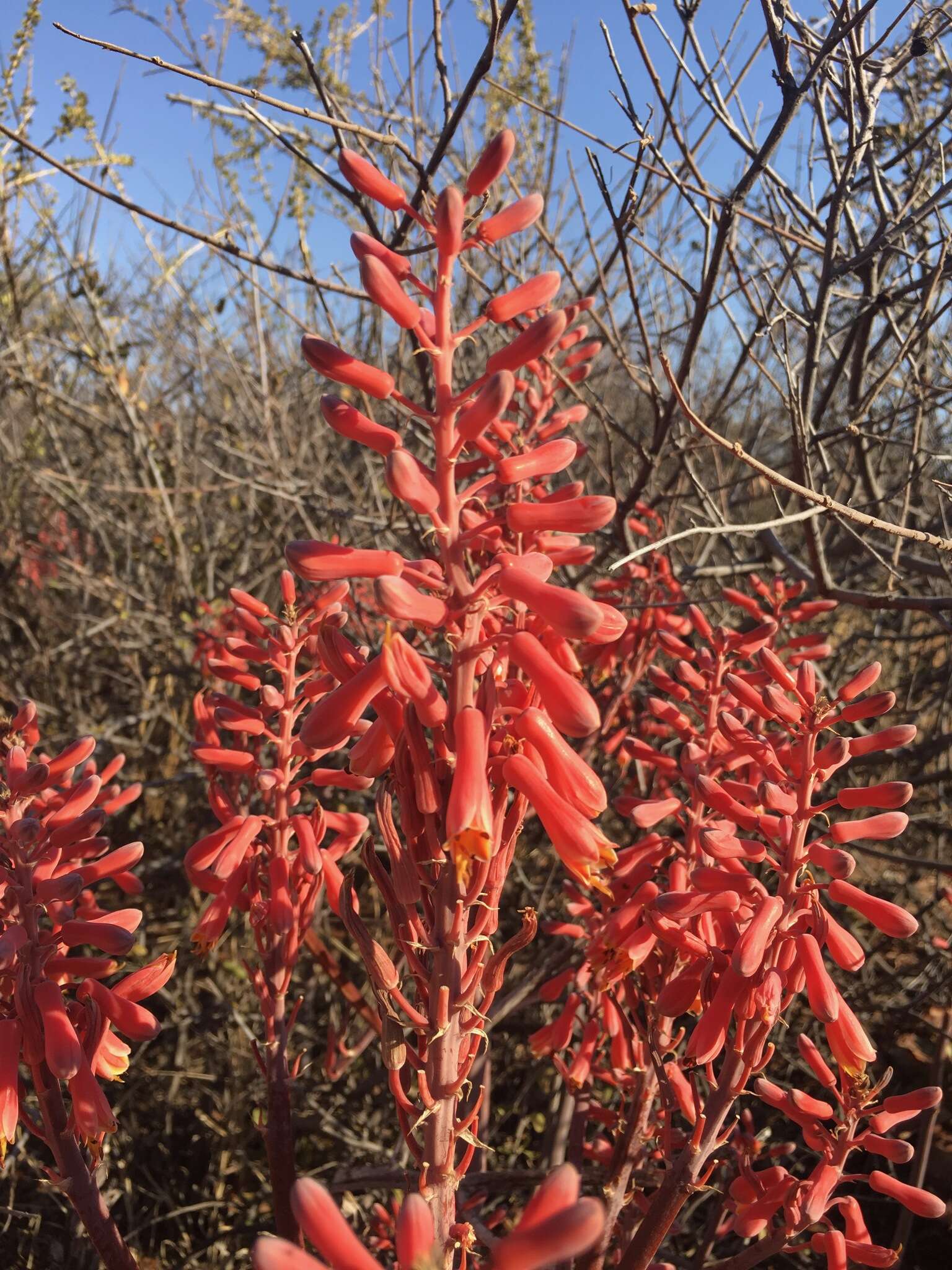 Aloe grandidentata Salm-Dyck resmi