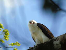 Image of Black-and-White Hawk-Eagle