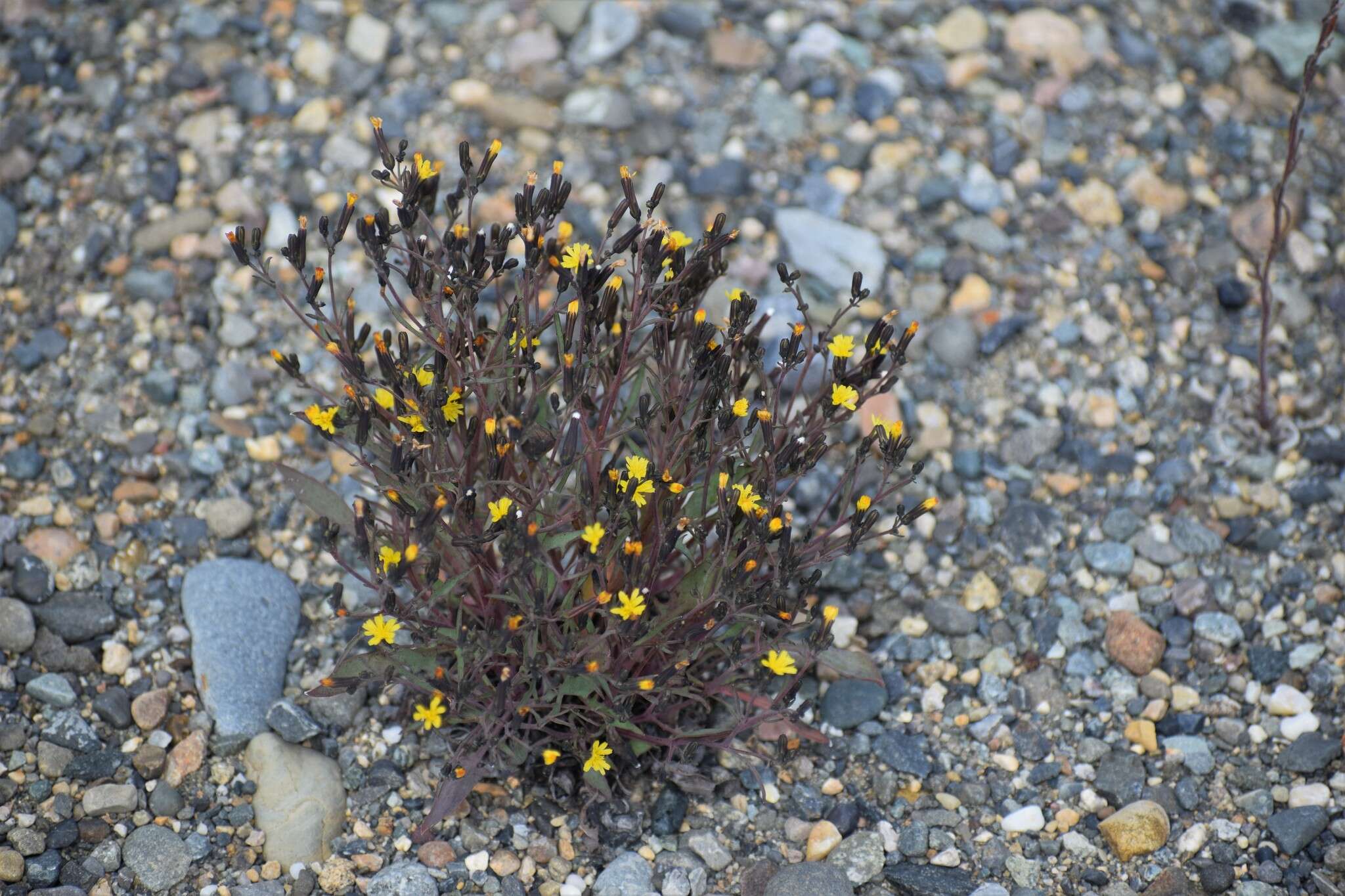 Plancia ëd Askellia elegans (Hook.) W. A. Weber