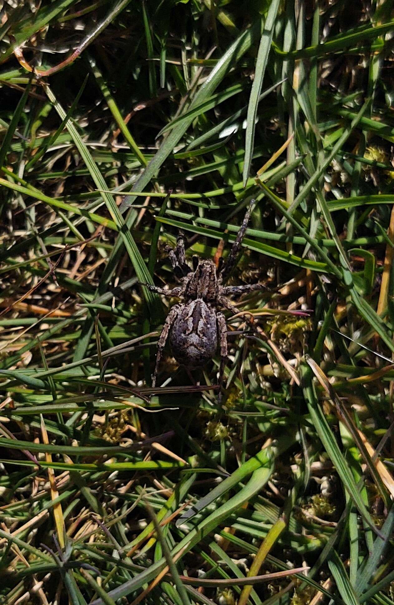 Слика од Alopecosa barbipes (Sundevall 1833)