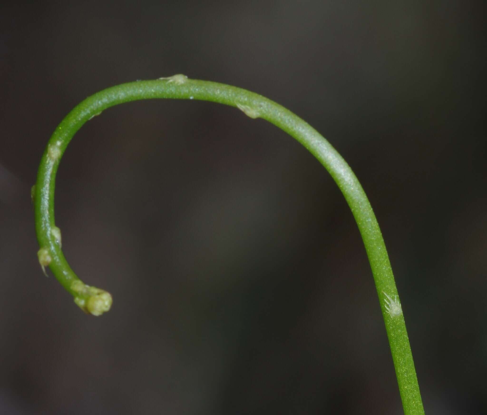 Image of Utricularia longeciliata A. DC.