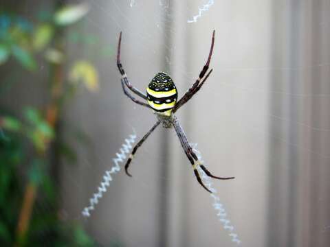 Imagem de Argiope keyserlingi Karsch 1878