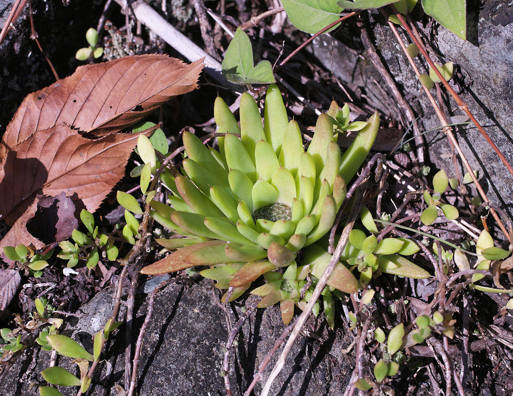 Image of Orostachys japonica A. Berger