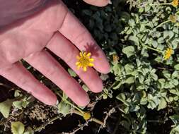 صورة Wollastonia integrifolia (Nutt.) Orchard