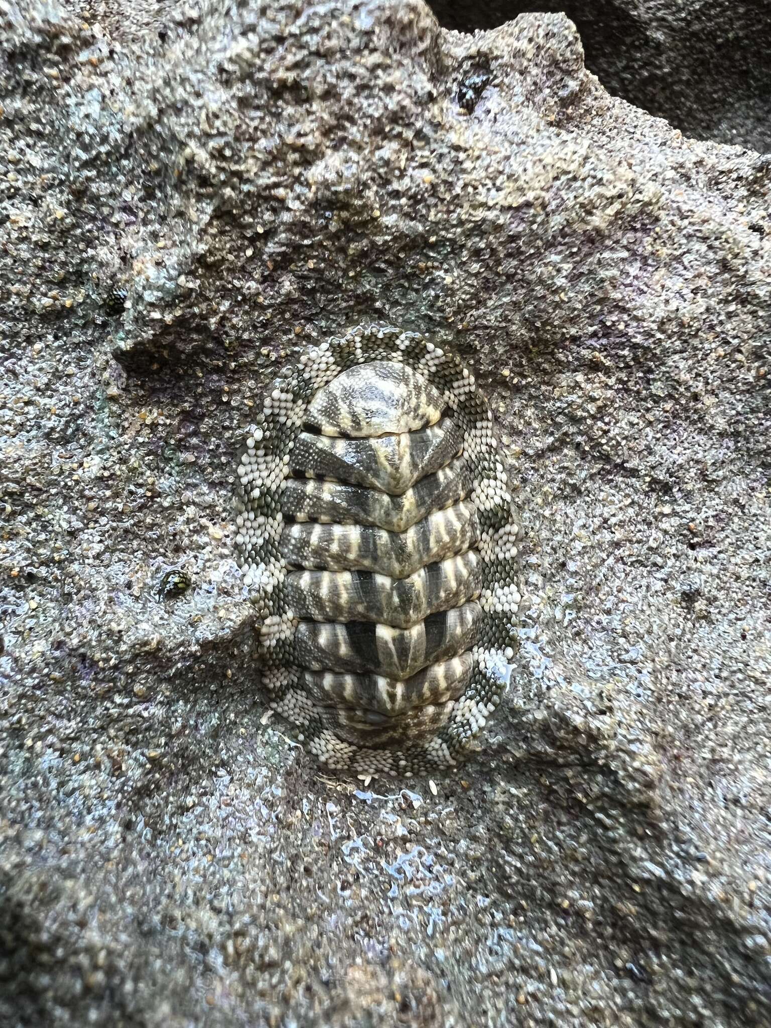 Image de Chiton squamosus Linnaeus 1764