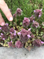 Image of purple deadnettle