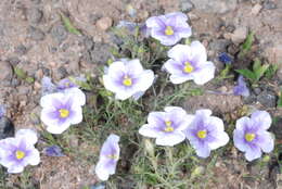 Image of Blue cup flower