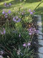 Tulbaghia violacea Harv. resmi