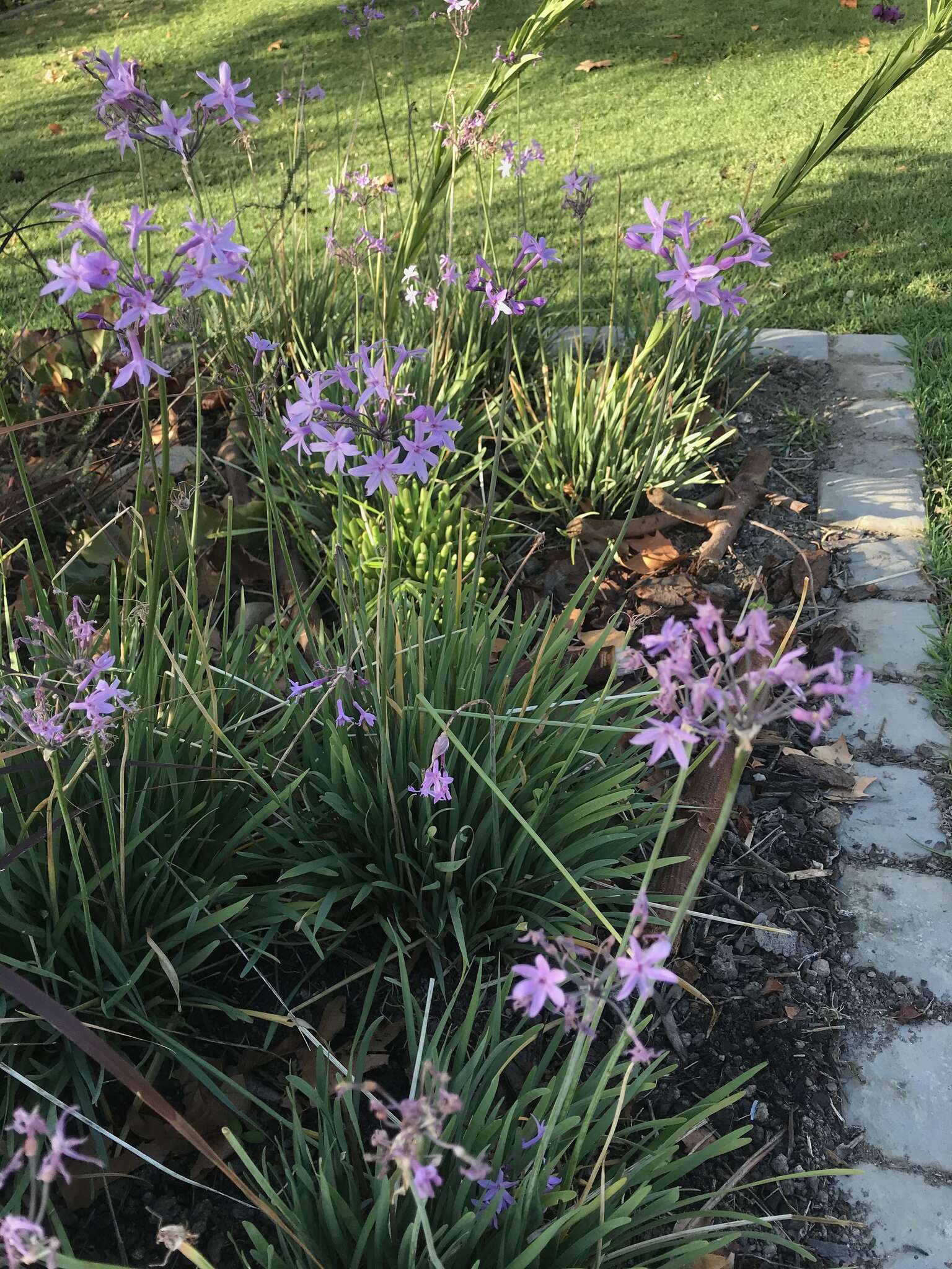 Tulbaghia violacea Harv. resmi