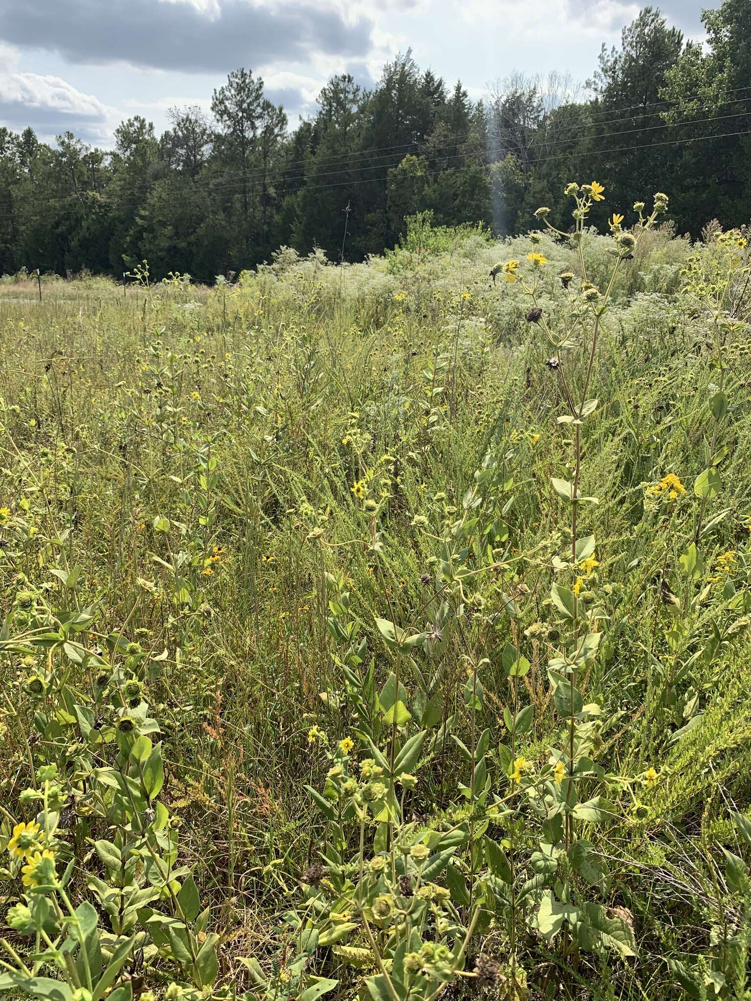 Image of Old Cahaba rosinweed