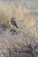 Image of Isabelline Wheatear