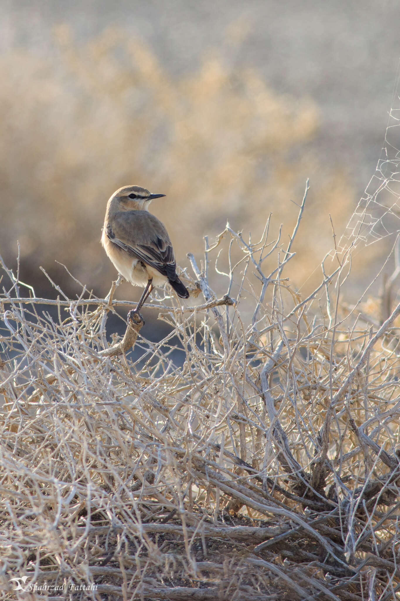 Image of Isabelline Wheatear