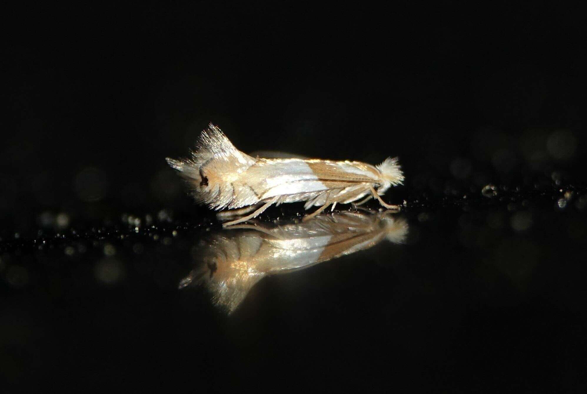 Image of Phyllonorycter roboris (Zeller 1839)