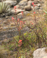 Слика од Castilleja integrifolia L. fil.