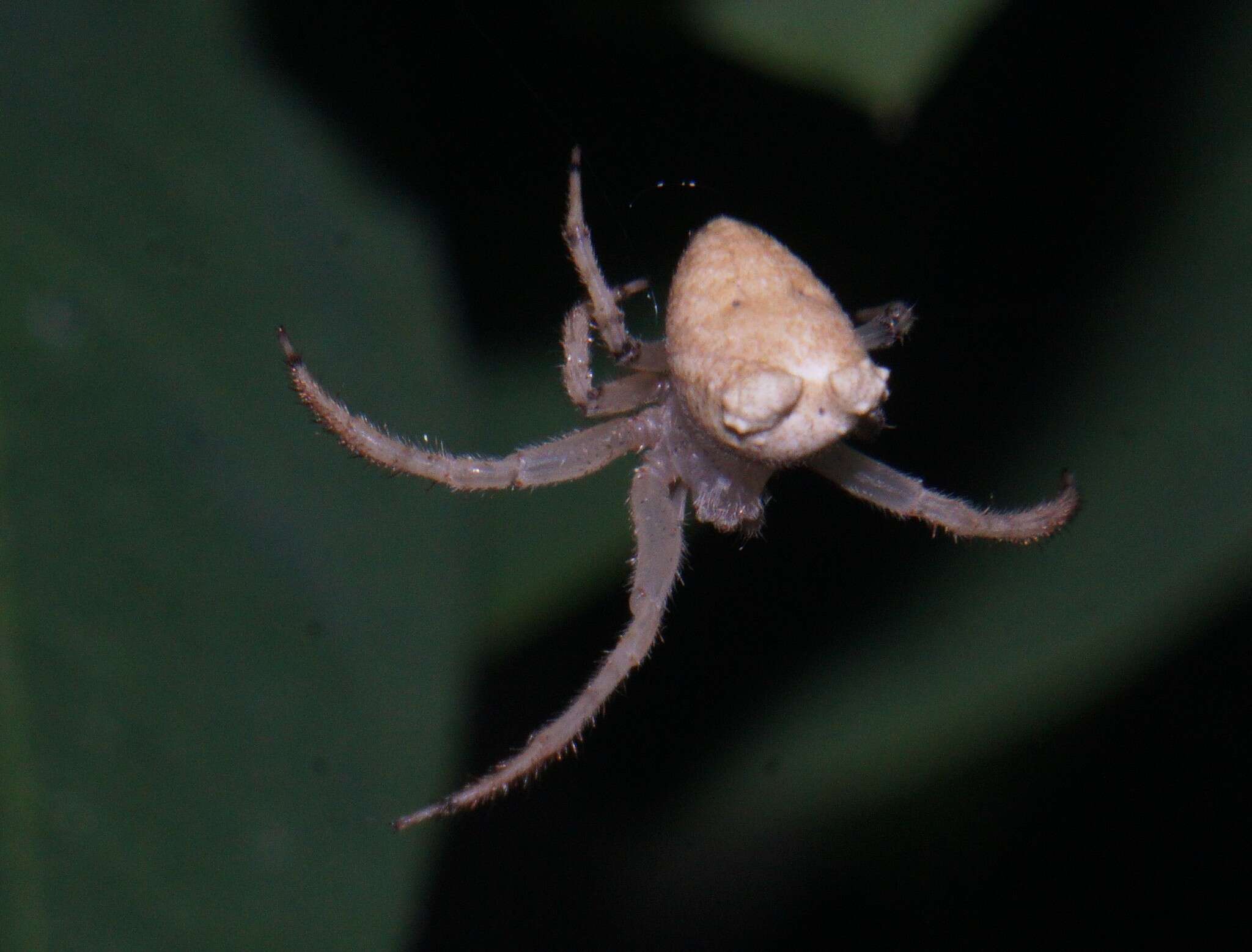 Image of Pale Frilled Orbweaver