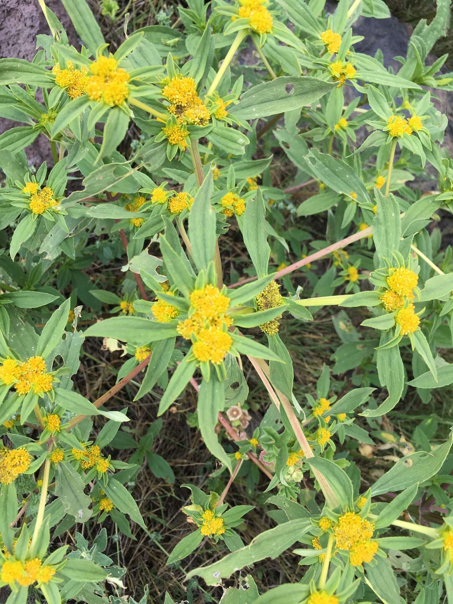 Image of clustered yellowtops