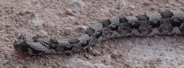 Image of Horned Adder