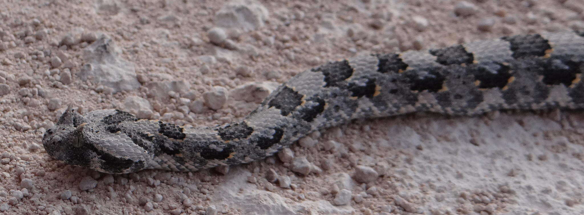 Image of Horned Adder