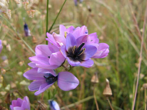 Image of Ixia rouxii G. J. Lewis