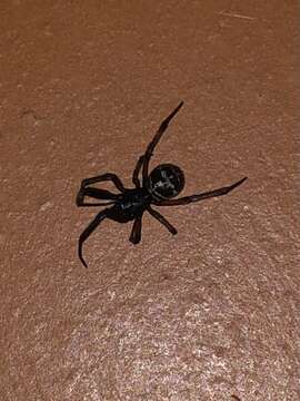 Steatoda retorta González 1987的圖片