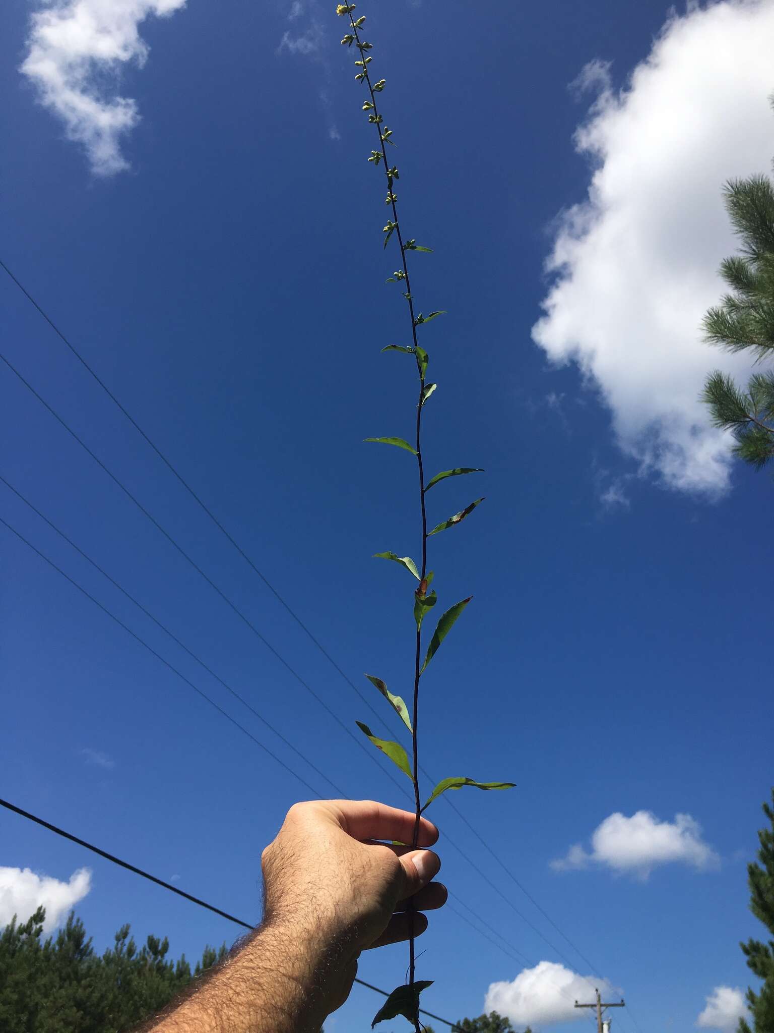 Image of showy goldenrod