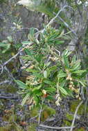 Image of Hibbertia coriacea Baill.