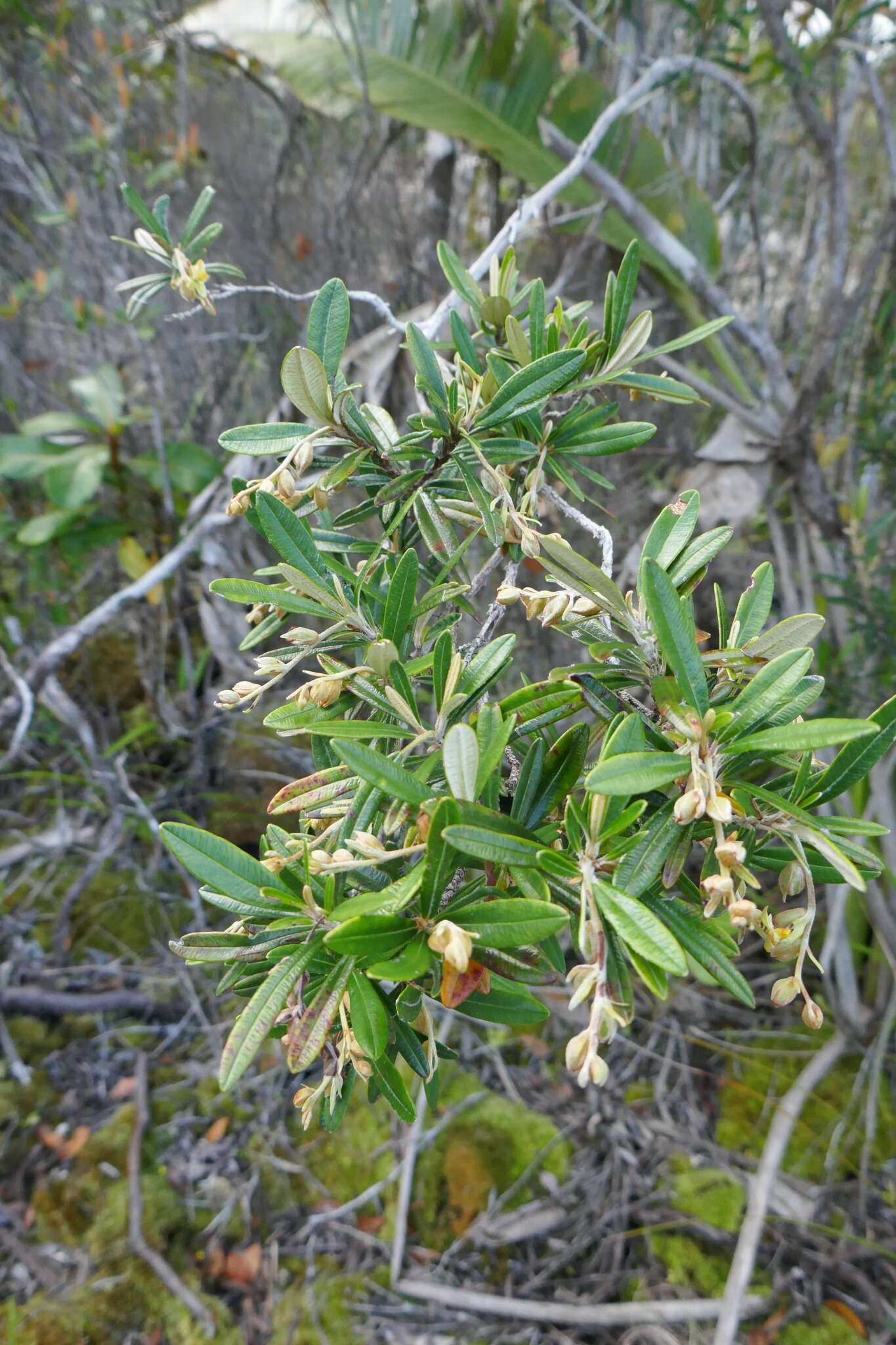 Image of Hibbertia coriacea Baill.