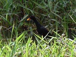 Image of Jacana jacana hypomelaena (Gray & GR 1846)