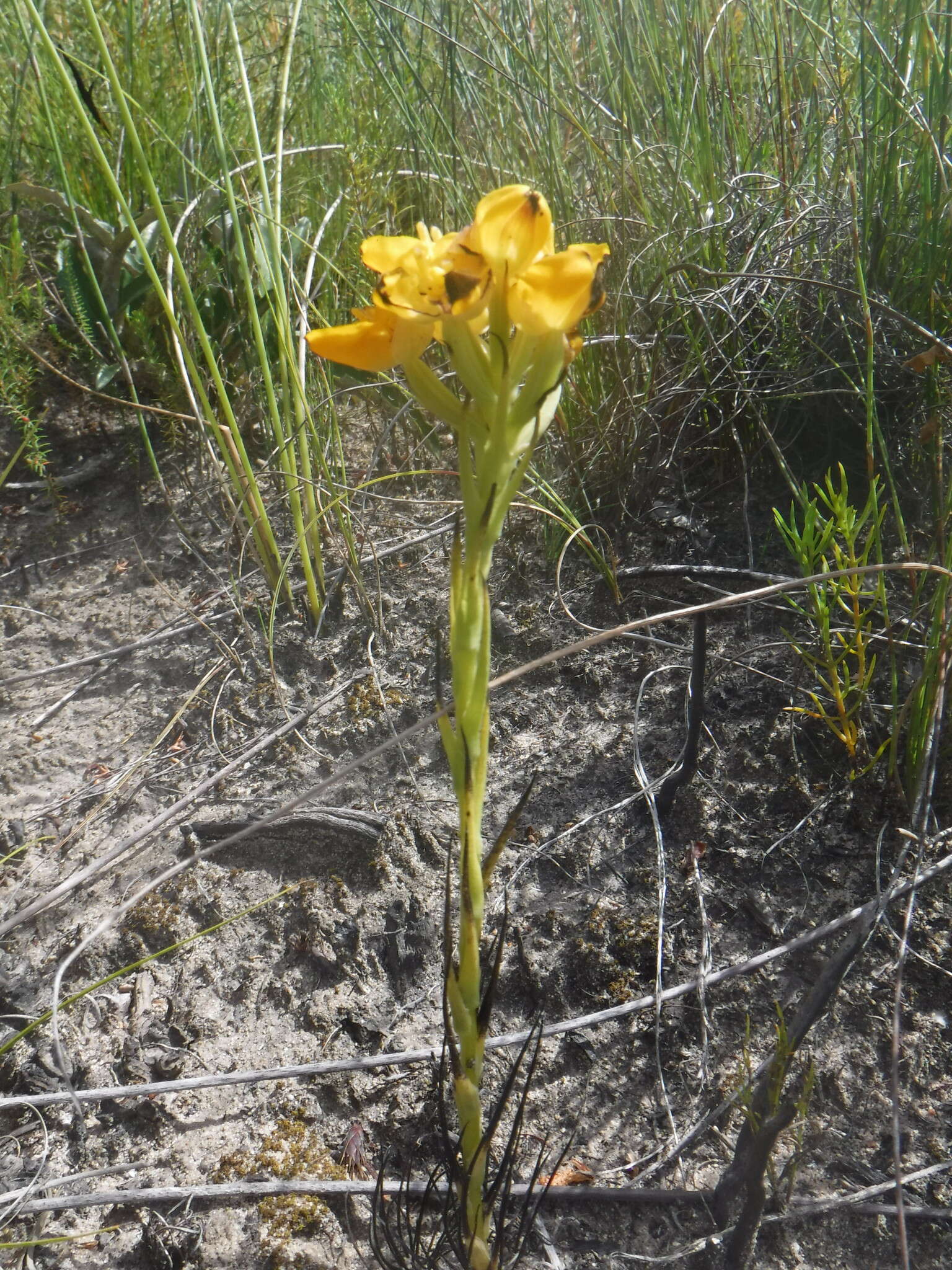 Image of Ceratandra grandiflora Lindl.