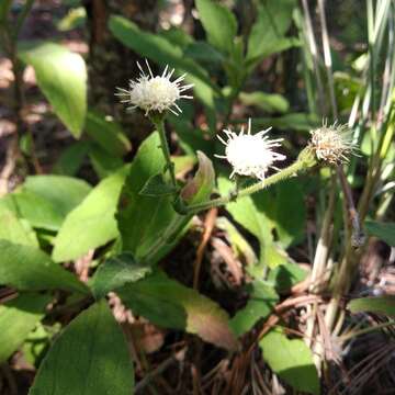 Image of Archibaccharis auriculata (Hemsl.) G. L. Nesom