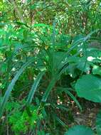 Image of Pandanus odorifer (Forssk.) Kuntze