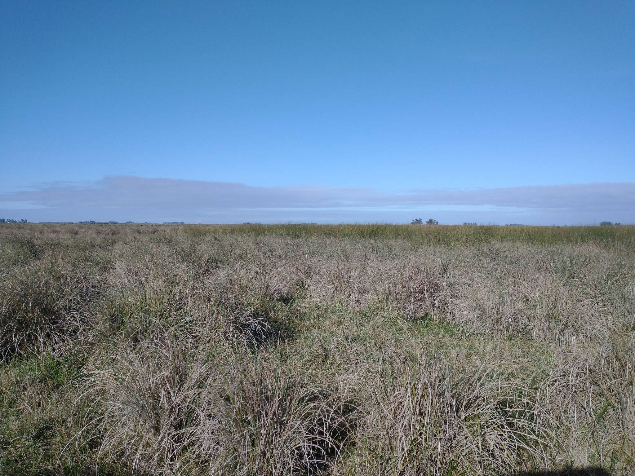 Image of tussock paspalum