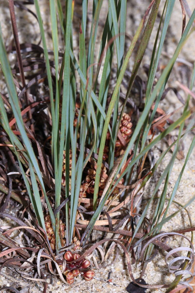 Image of Lomandra hermaphrodita (C. R. P. Andrews) C. A. Gardner