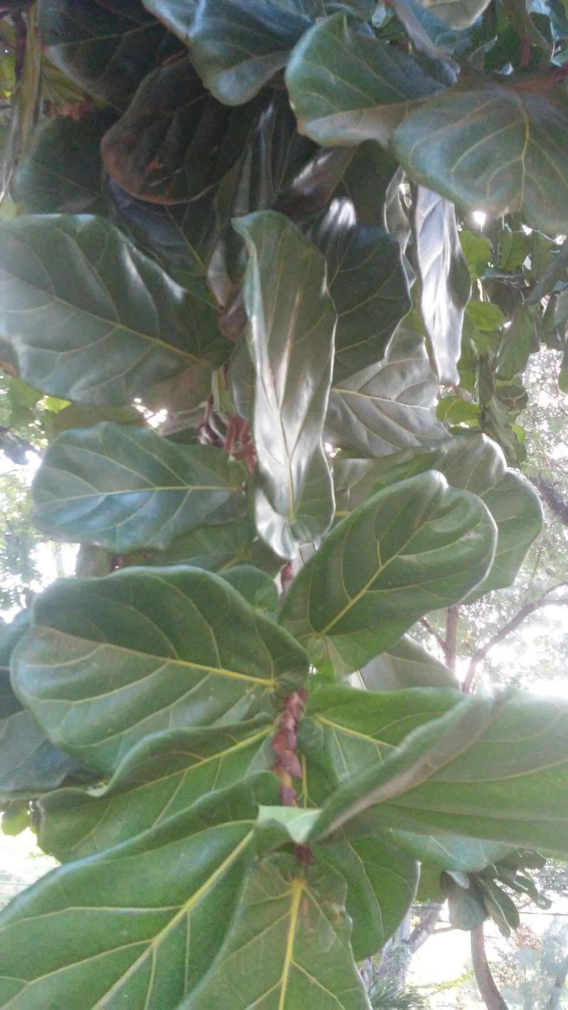 Image of fiddle-leaf fig