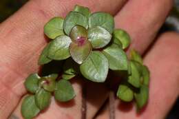 Image of Pilea consanguinea Wedd.